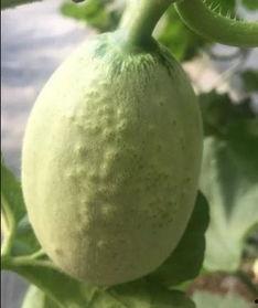 金丝纹瓜怎么吃,解锁美味新体验