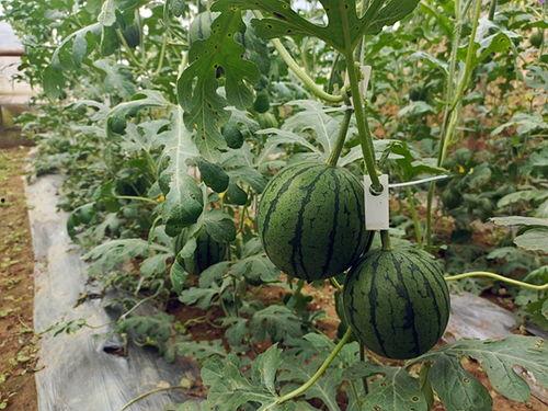 中牟吃瓜事件视频,一场网络狂欢背后的真相与反思