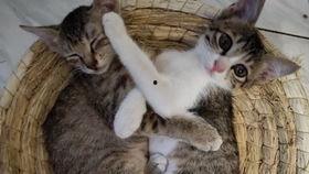 甜猫吃瓜,揭秘娱乐圈的甜蜜瓜皮