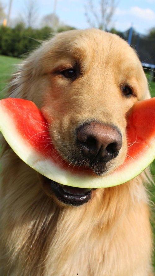 吃瓜图片兽,揭秘吃瓜兽的趣味生活