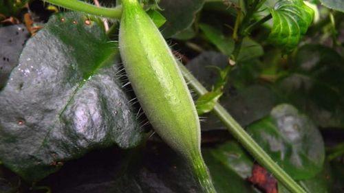 耗子瓜怎么吃,解锁美味新体验