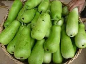 长的葫芦瓜怎么吃,探索美味新境界