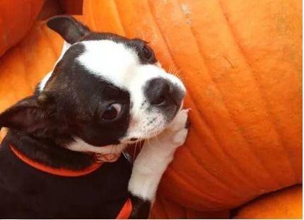 狗吃方瓜吗,探寻宠物饮食习惯的奥秘