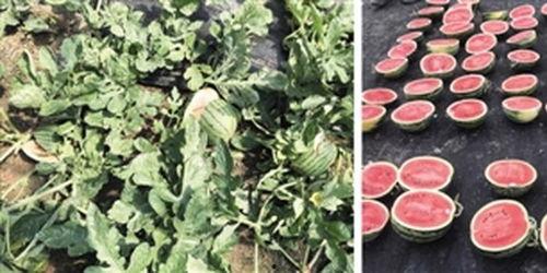 吃瓜测血型图片,趣味测试带你揭秘神秘血型之谜