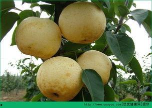 怀孕可以吃梨子瓜吗,孕妇可以安心食用的梨子瓜