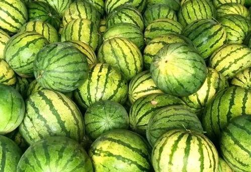 怎样找瓜吃,揭秘如何轻松找到新鲜瓜吃