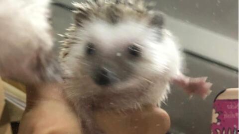 防止瓜被刺猬吃,防止刺猬偷食的实用策略