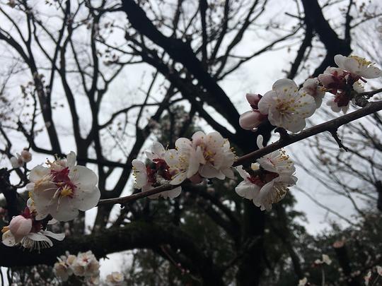 吃瓜群樱花,一场跨越次元的甜蜜邂逅