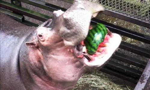 人和河马比赛吃瓜