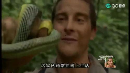 吃瓜姐解说贝爷吃毒蛇,勇敢吞下毒蛇，吃瓜姐现场解说