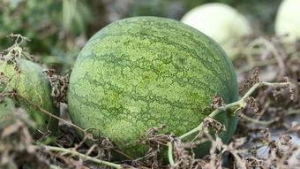 兰州吃瓜比赛,吃瓜比赛狂欢，瓜香四溢挑战极限