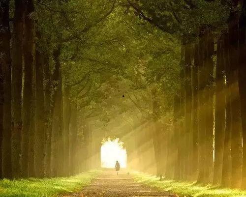 吃瓜狼落日之城,一场奇幻冒险之旅