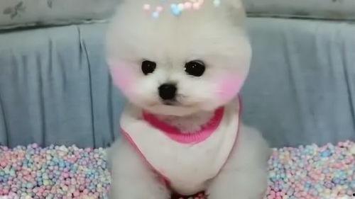 吃瓜卖萌宠物视频,萌态百出欢乐多