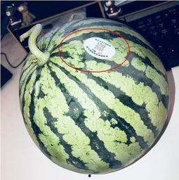 邯郸网红吃瓜,揭秘网络红人的幕后故事