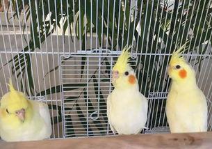 傈僳歌曲遛鸟视频吃瓜