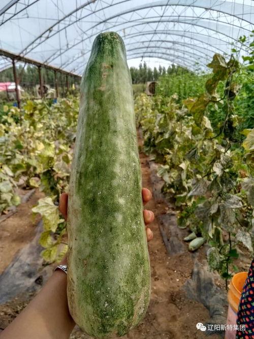 穿越带你吃瓜,带你品尝古今美食瓜