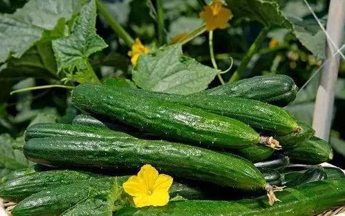 跑男立秋吃瓜,欢乐时光尽享瓜趣