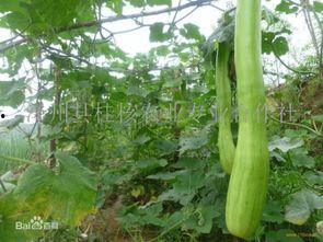 砍瓜不能和什一齐吃,砍瓜与什一齐食的饮食忌讳