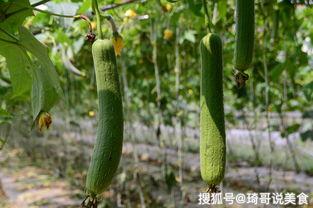 瓜芽可以吃吗,揭秘可食用之谜
