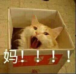 吃瓜群众动物头像,揭秘吃瓜群众动物头像背后的趣味故事