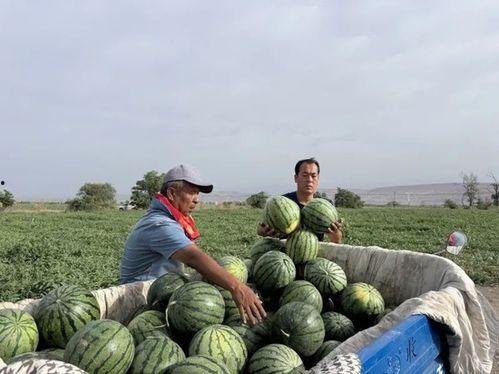 挨饿的吃瓜,揭秘饥饿中的美食诱惑