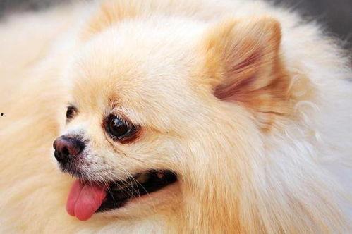 狗可以吃蜜瓜干吗怎么吃,狗狗的夏日美味小食，这样吃更健康