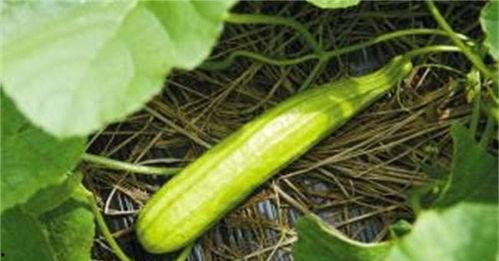 军需白色跳舞吃瓜