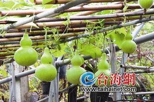 感冒吃葫芦瓜,感冒食疗佳品，缓解不适助康复