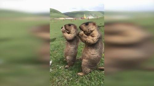 草原的特殊吃瓜群众