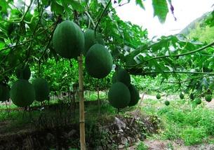 月子可以吃吊瓜吗,营养滋补助恢复